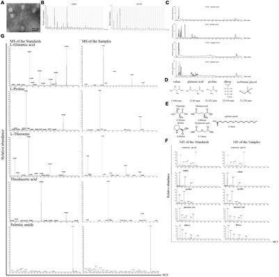 Palmitic Amide Triggers Virus Life Cycle via Enhancing Host Energy Metabolism